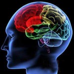 大腦如何學習與記憶